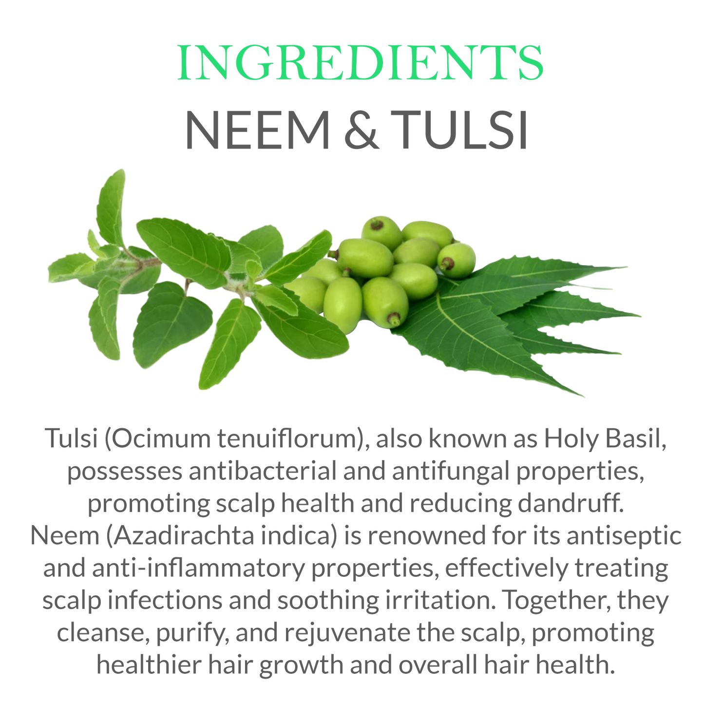 Natural ingredients in Khadi Neem Tulsi Shampoo - Neem & Tulsi