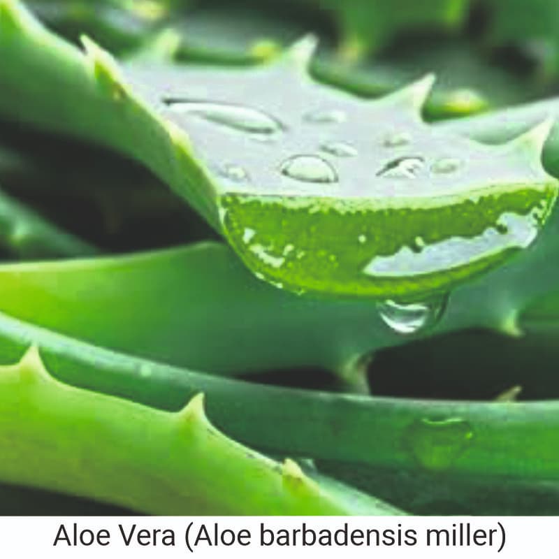 Uses and benefits of Aloe Vera (Aloe barbadensis miller) for skin and hair