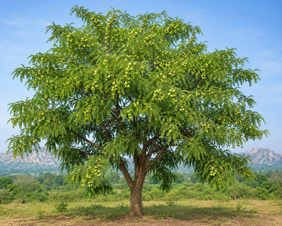 Amla (Emblica officinalis) tree growing in its natural cultivation environment across the Indian subcontinent.