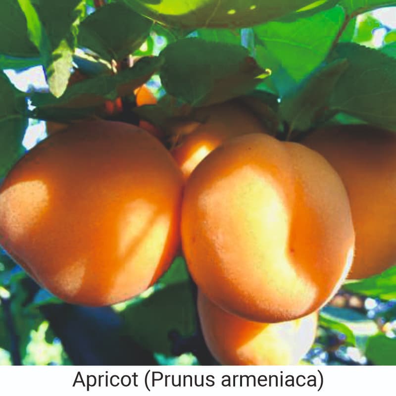 Benefits of Apricot (Prunus armeniaca) for skin