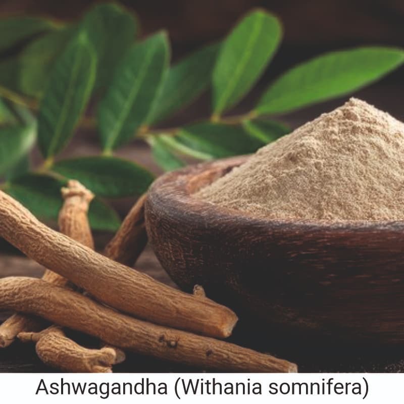 Uses and Benefits of Ashwagandha (Withania somnifera) for health