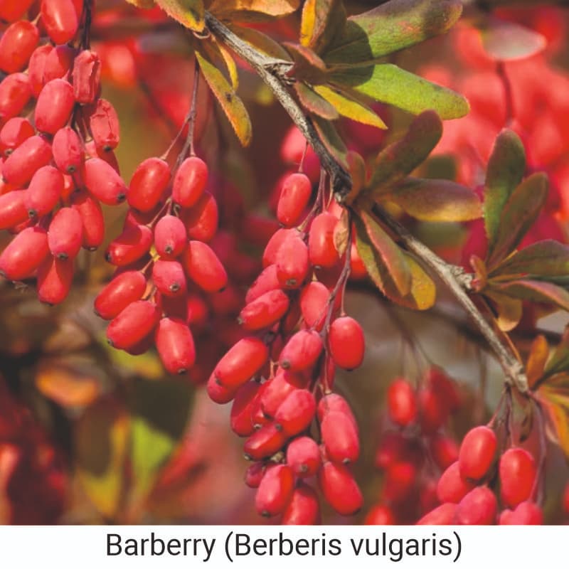 Health benefits of Barberry (Berberis vulgaris)