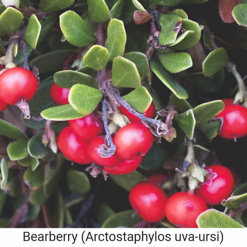 Benefits of Bearberry (Arctostaphylos uva-ursi) for skin