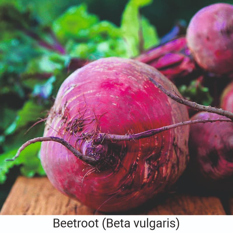 Benefits of eating Beetroot (Beta vulgaris) 