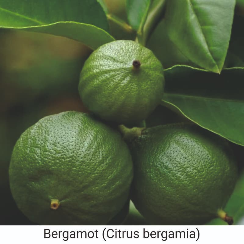 Uses of Bergamot (Citrus bergamia) for hair