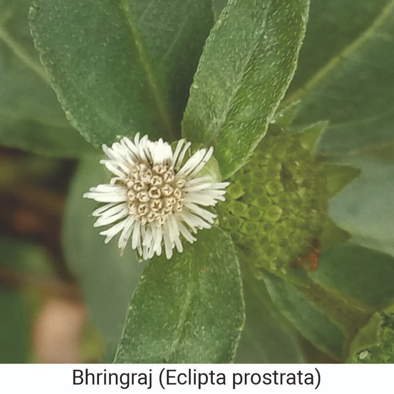 uses of Bhringraj (Eclipta prostrata) for hair