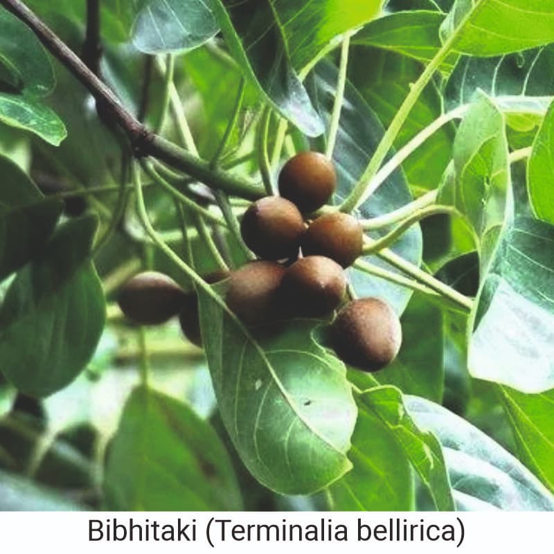 What is Bibhitaki (Terminalia bellirica)?