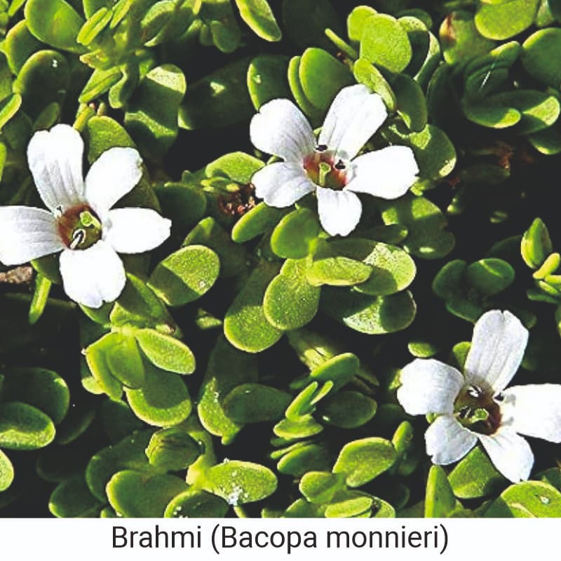 Uses and benefits of Brahmi (Bacopa monnieri) for hair