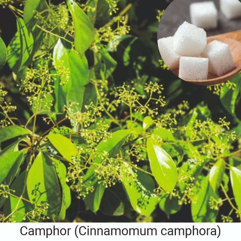 How to use Camphor (Cinnamomum camphora) for hair care