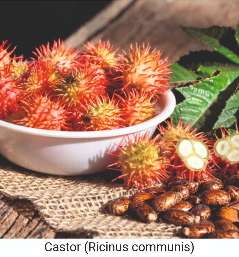 Benefits of Castor oil (Ricinus communis)