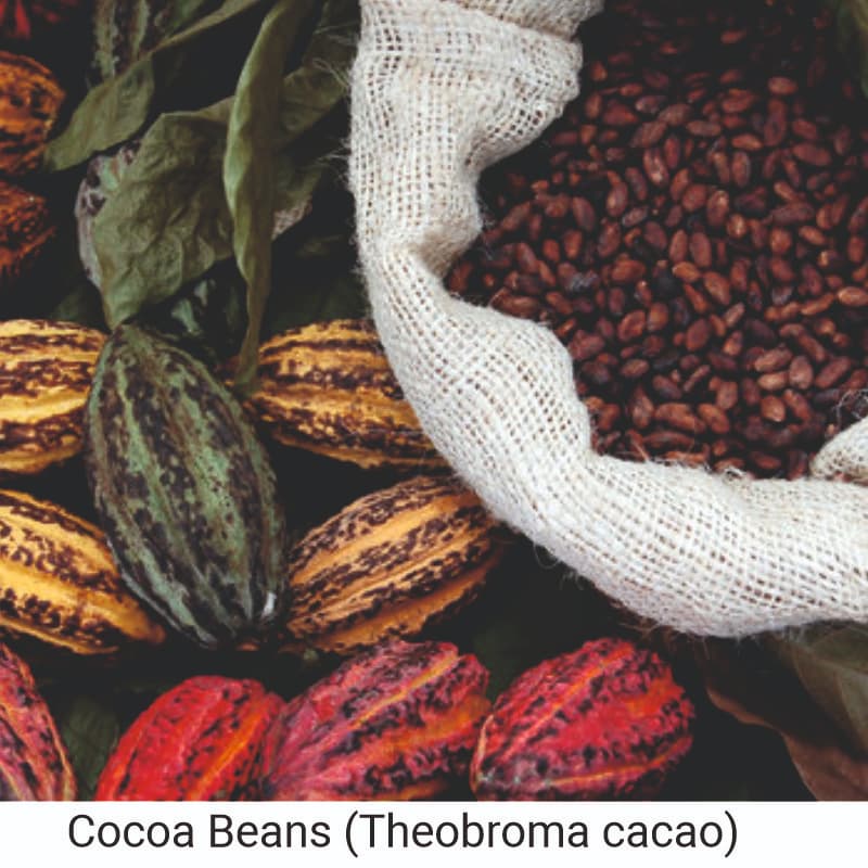 How to use Cocoa (Theobroma cacao) beans for skin care

