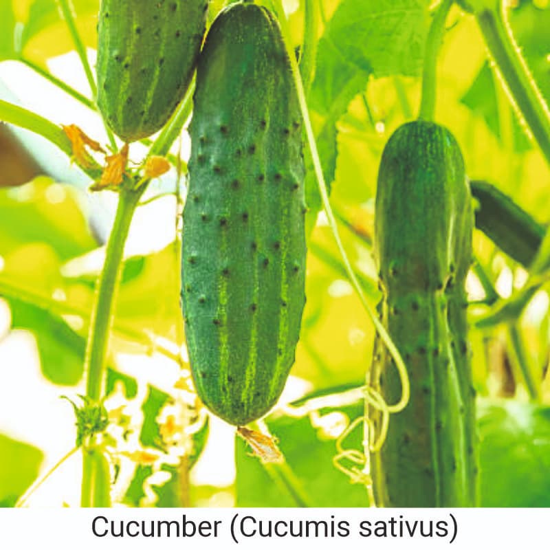 Benefits of Cucumber (Cucumis sativus)  for skin care