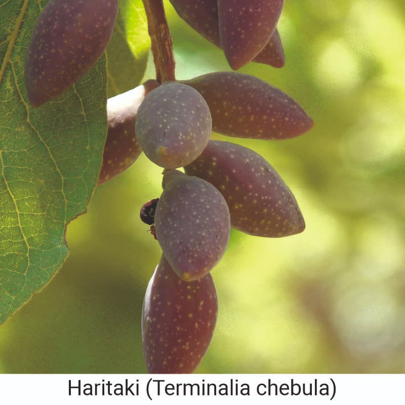 Uses and Benefits of haritaki (Terminalia chebula)