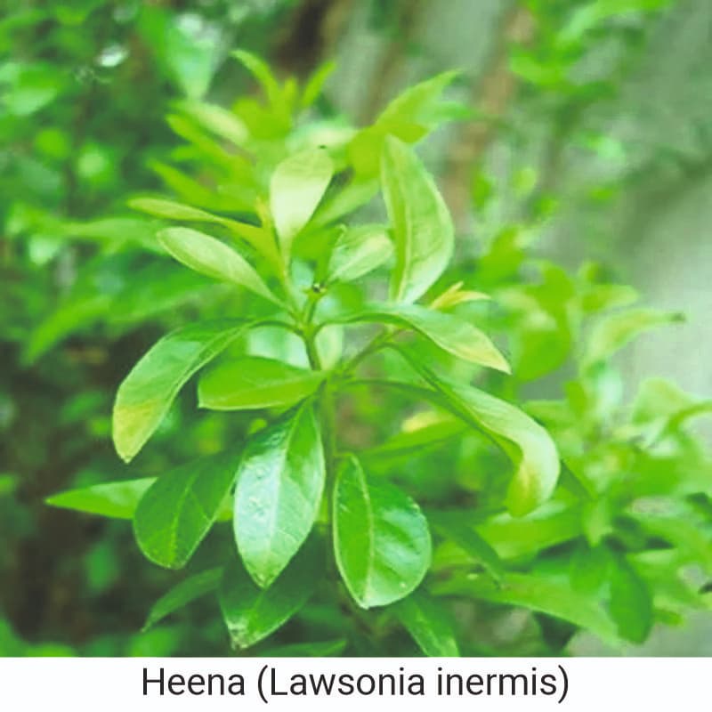 Benefits of Heena leaves (Lawsonia inermis)