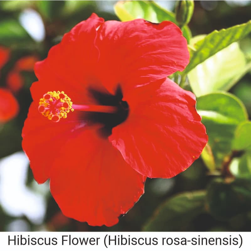 Uses of Hibiscus Flower (Hibiscus rosa-sinensis) for hair care