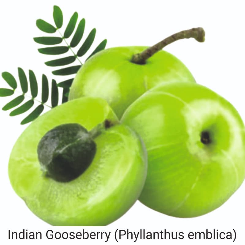 Indian Gooseberry (Phyllanthus emblica) Uses  and Benefits

