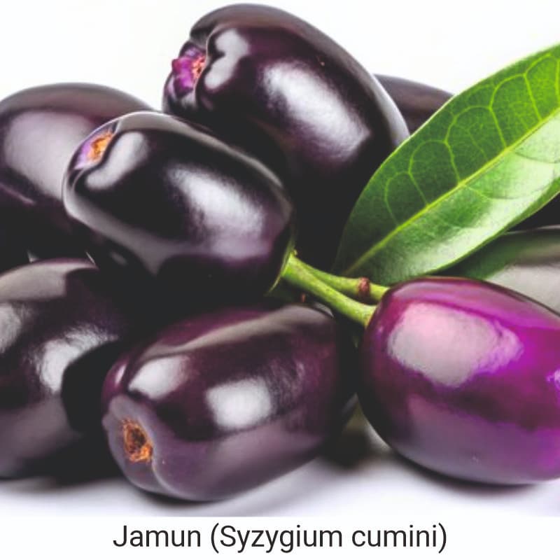 Benefits of Jamun (Syzygium cumini) for Health