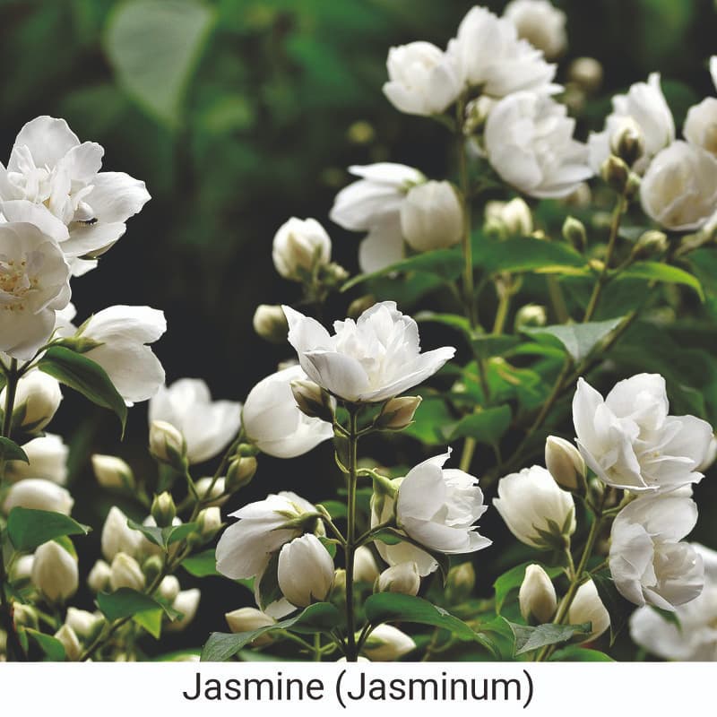 benefits of using Jasmine (Jasminum) 