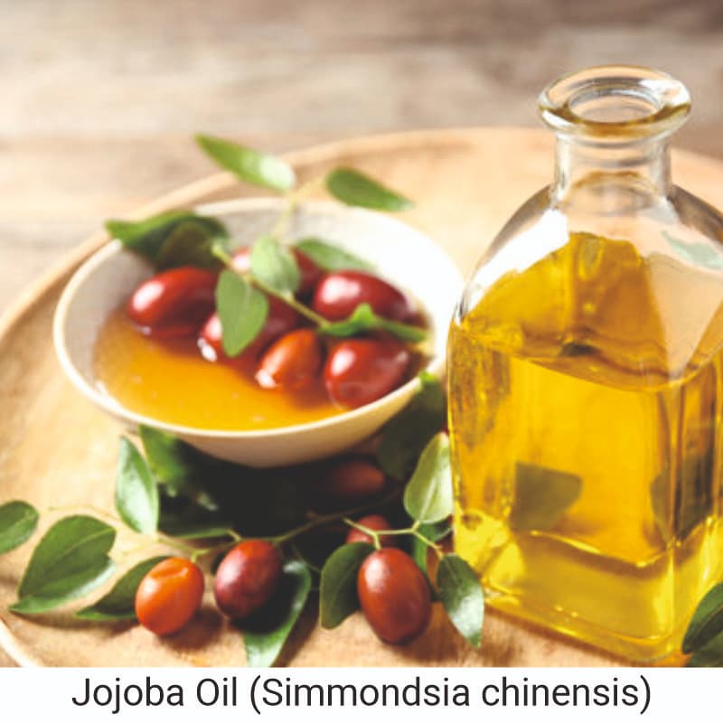 Uses and benefits of Jojoba Oil  (Simmondsia chinensis) for skin