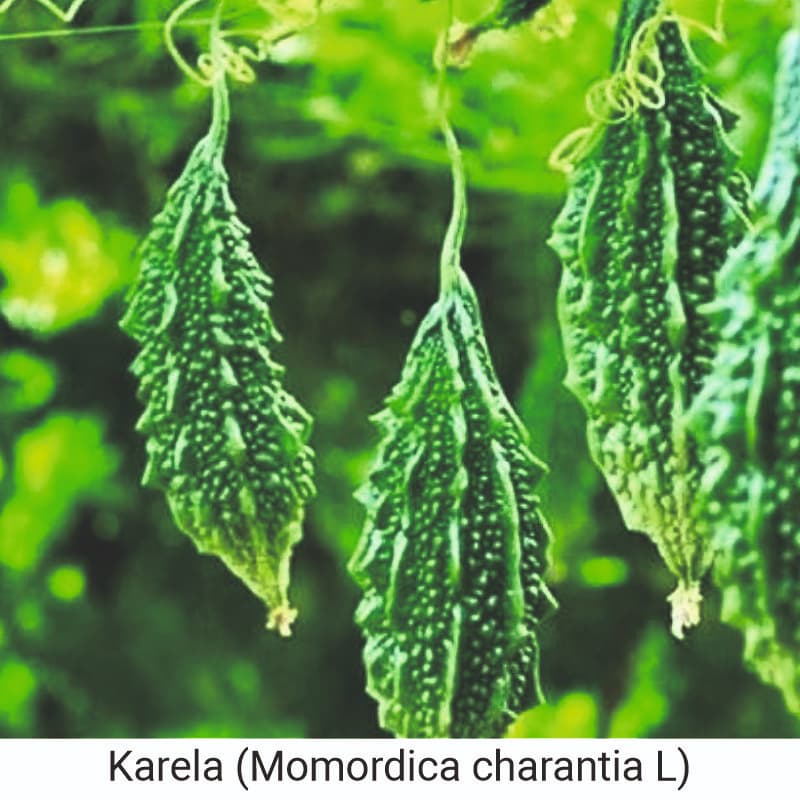 Benefits of eating Karela (Momordica charantia L)