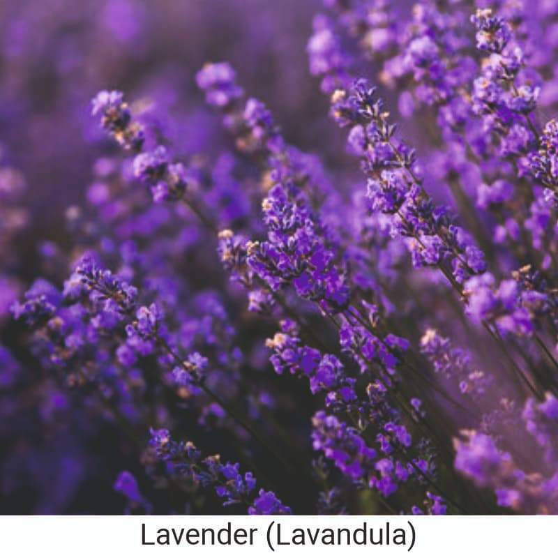How to use Lavender (Lavandula) for skincare