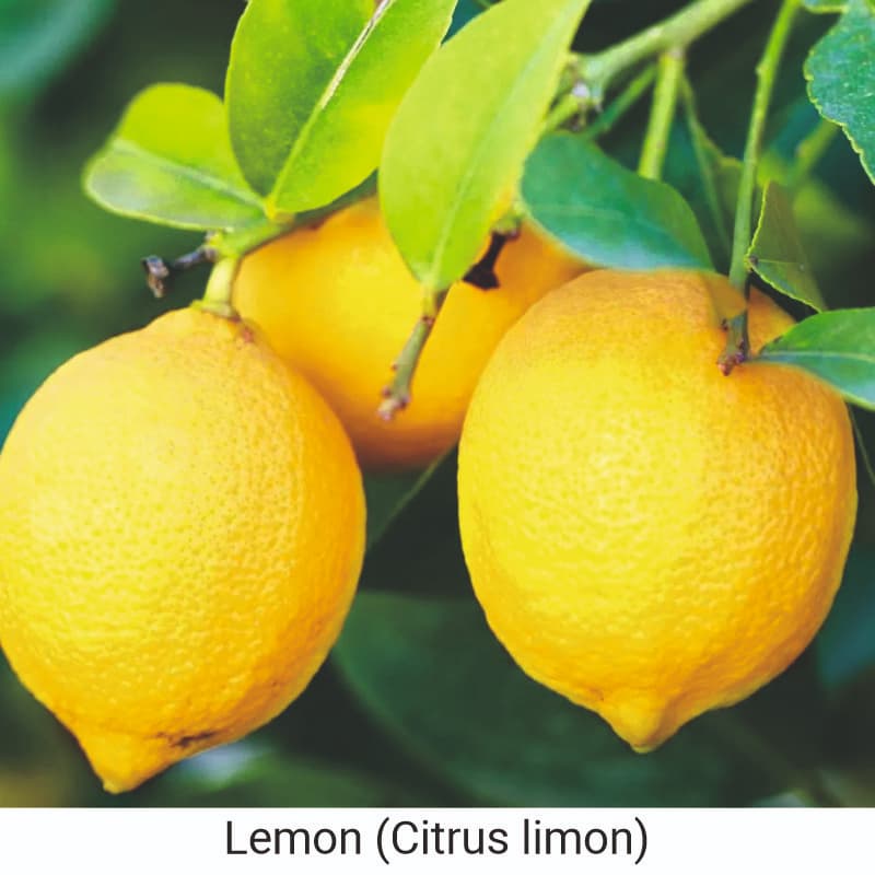 Uses and benefits of lemon (Citrus limon) for skin