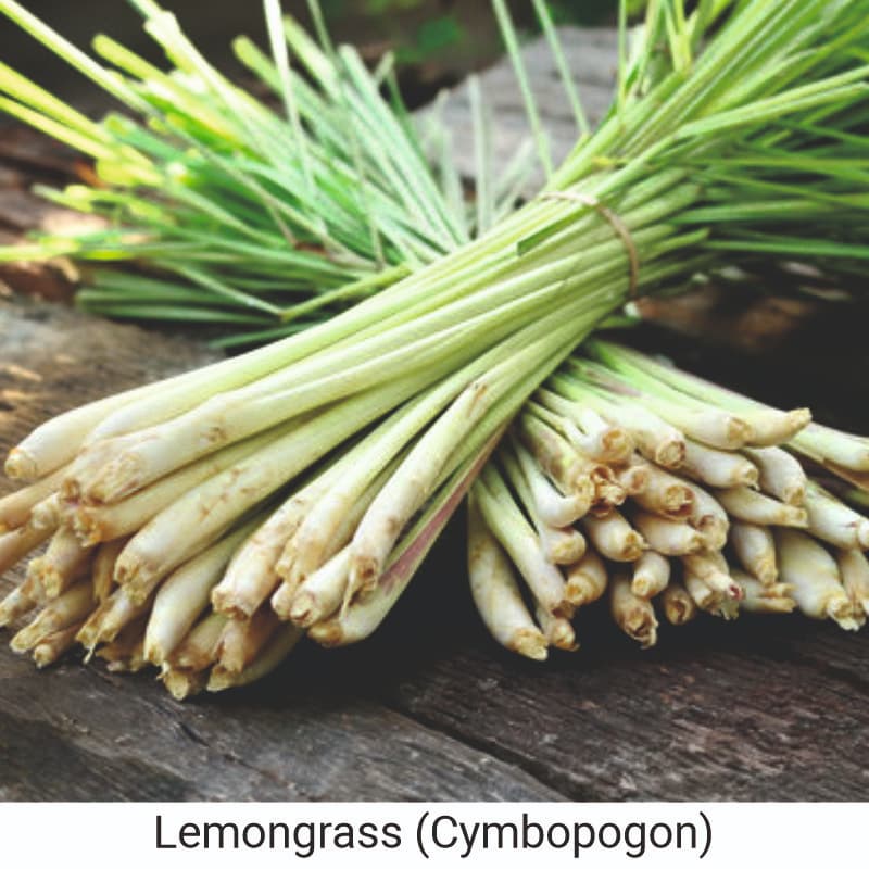 Benefits of using Lemongrass (Cymbopogon)