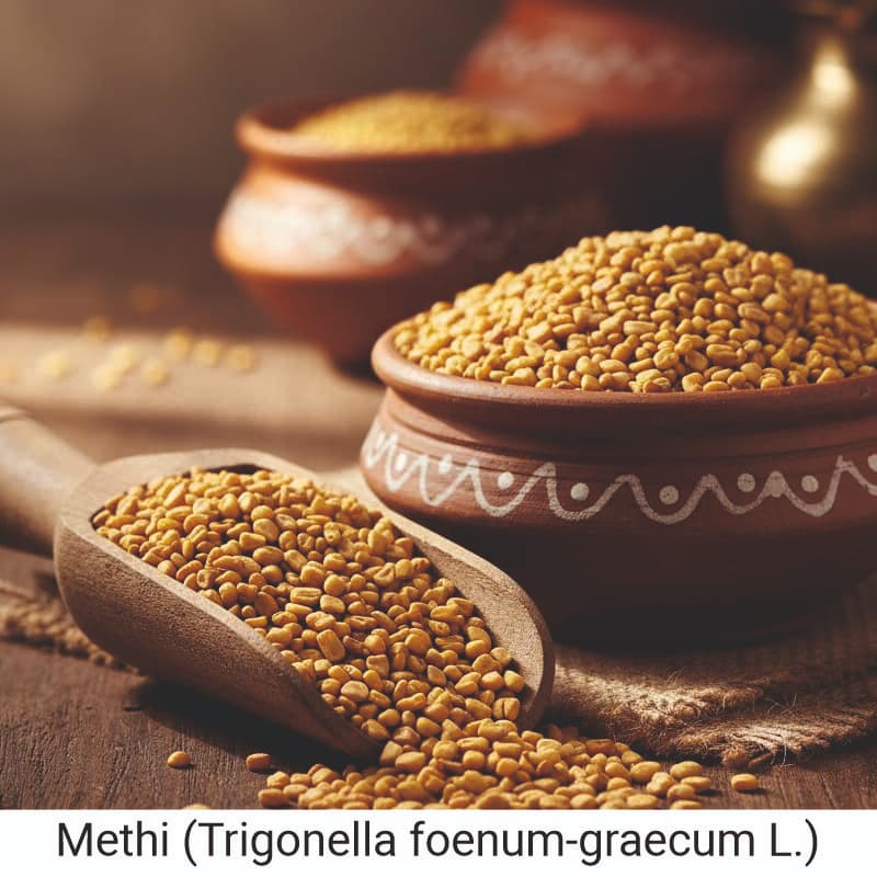 Uses and benefits of Methi (Trigonella foenum-graecum L.) for Health