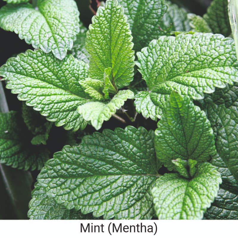 Benefits of Mint_Leaves (Mentha) for skin