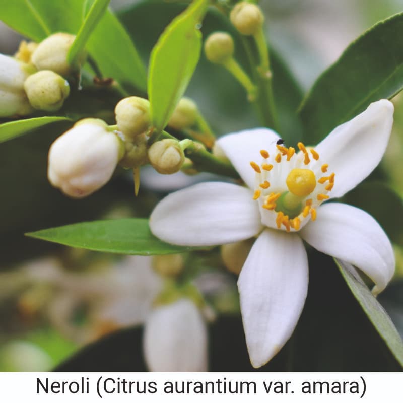 Uses of Neroli (Citrus aurantium var. amara) Oil