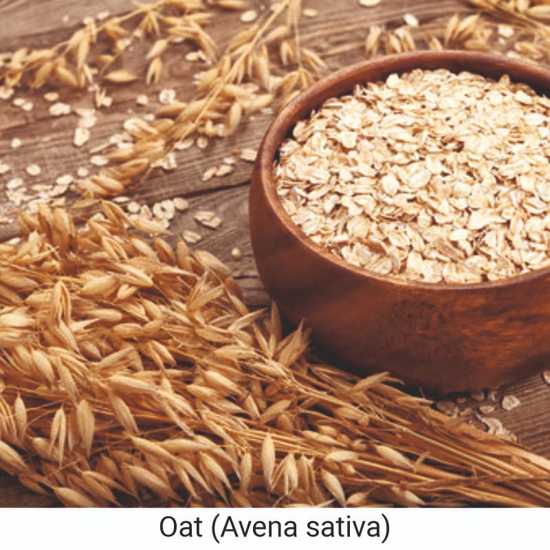 Benefits of Oat (Avena sativa) for skin