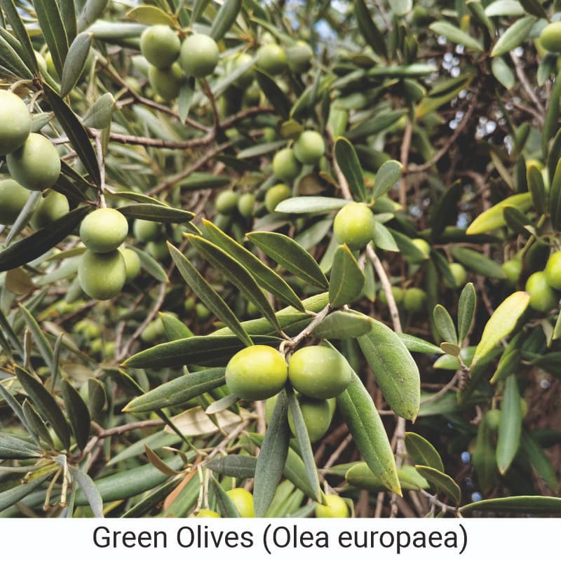 How to use Olive (Olea europaea) oil for cooking
