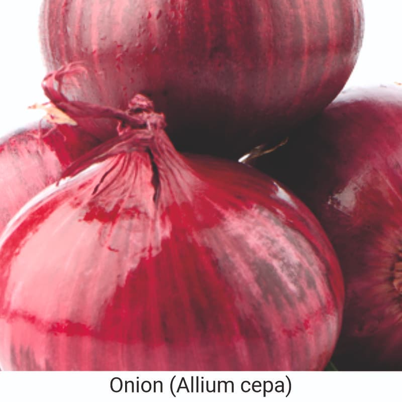 Uses of Onion (Allium cepa) for hair care