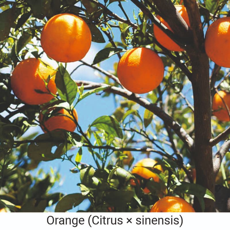Benefits of Orange (Citrus × sinensis) for skin