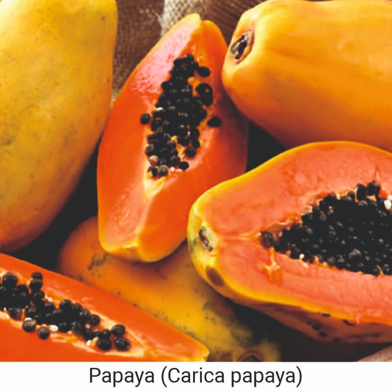 Benefits of Papaya for skin (Carica papaya)