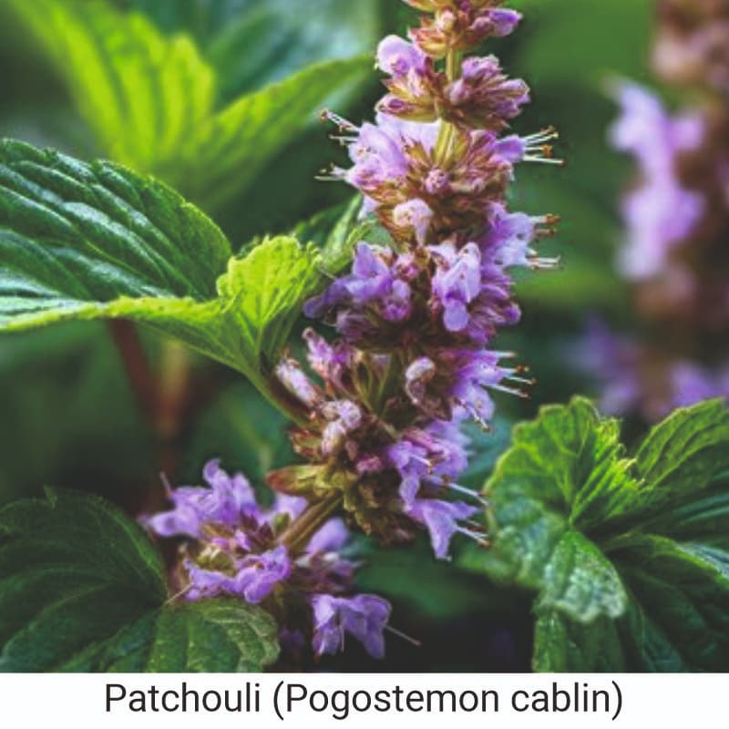 Uses and benefits of Patchouli (Pogostemon cablin) in skin care