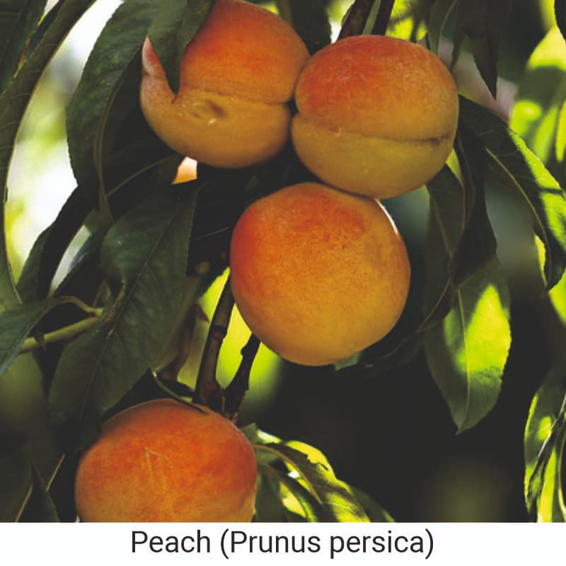 Uses and benefits of Peach (Prunus persica) for skin