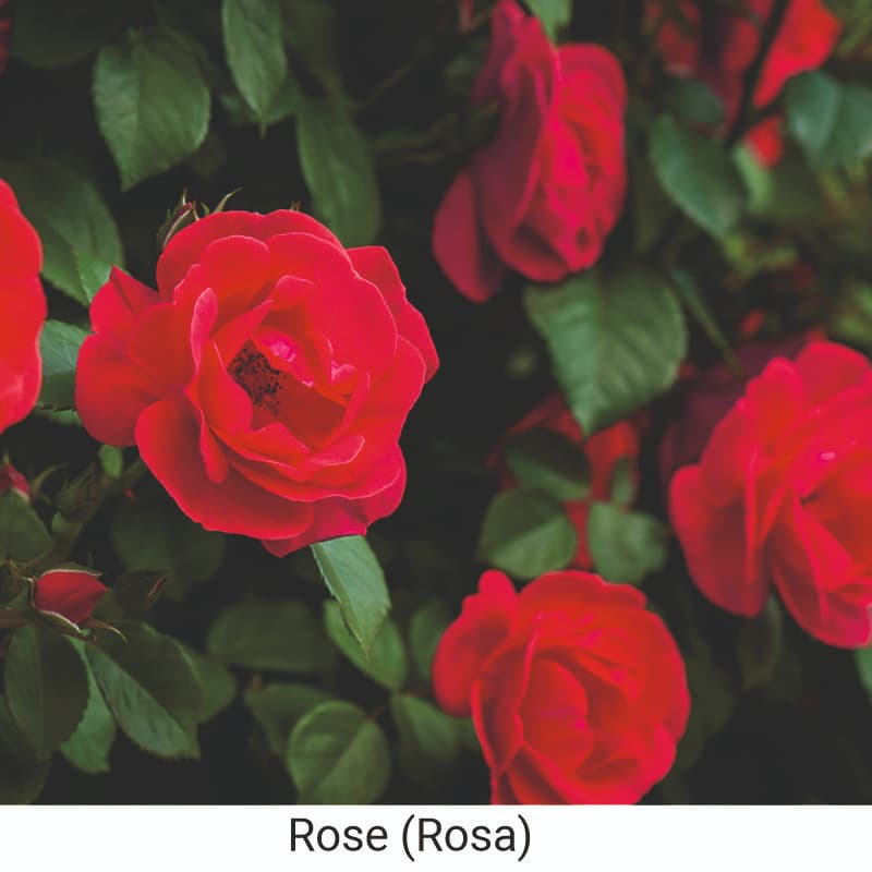 Uses and Benefit  of Rose (Rosa) for skin 