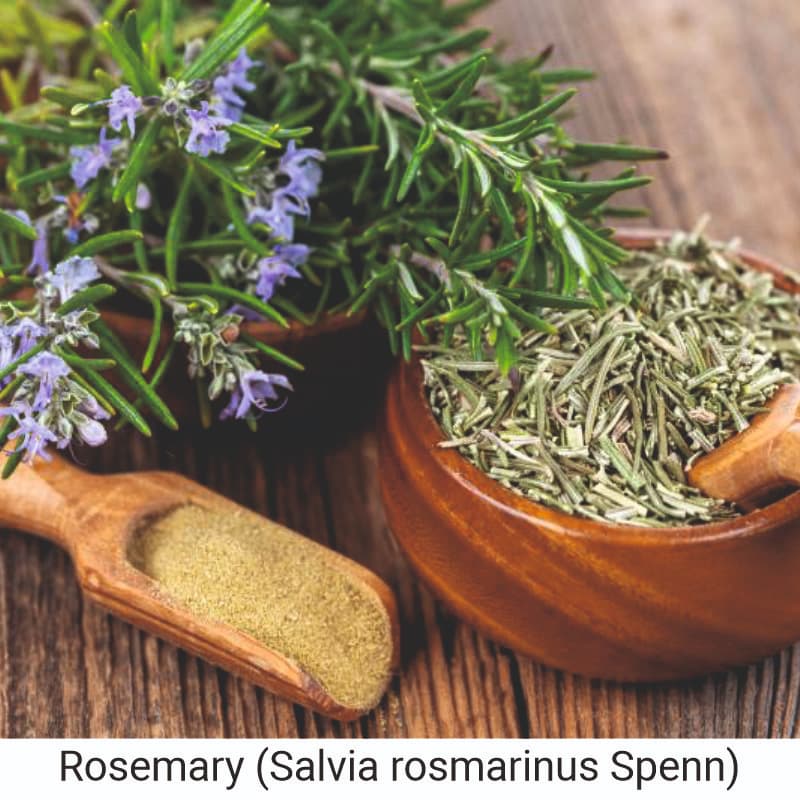 Use and benefits of Rosemary (Salvia rosmarinus Spenn) Oil for hair