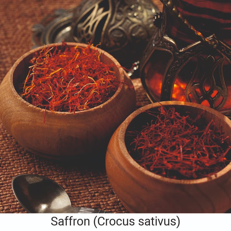 Benefits of Saffron (Crocus sativus)