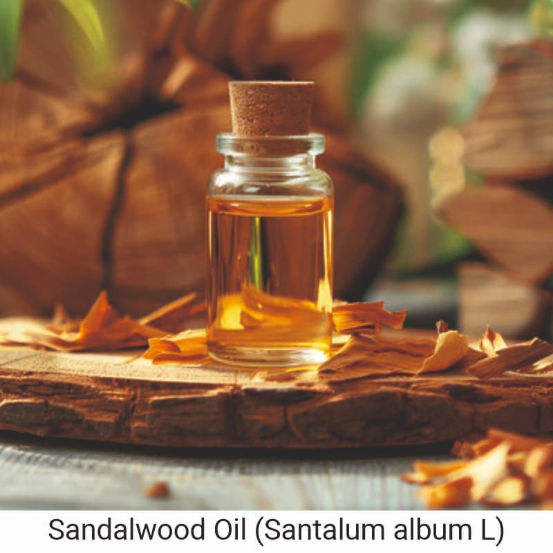 Sandalwood Oil (Santalum album L) Uses and Benefits for Skin