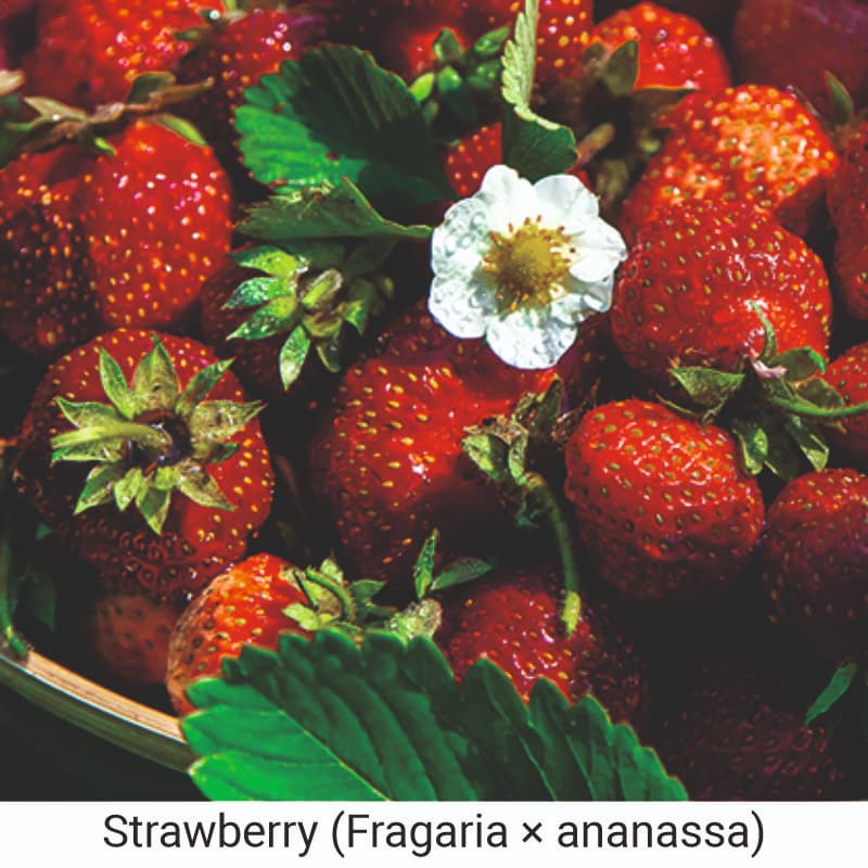 Benefits of Strawberry (Fragaria × ananassa) for skin