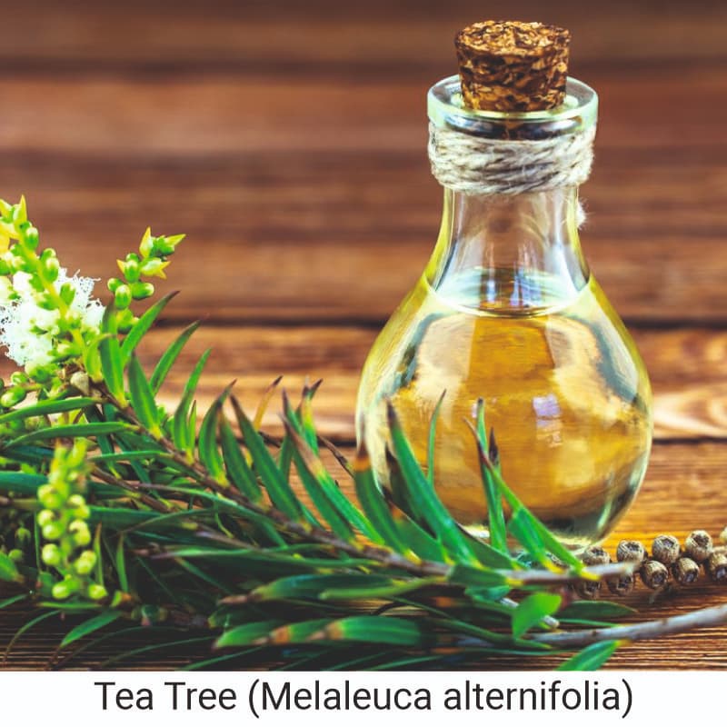Uses and benefits of Tea Tree Oil (Melaleuca alternifolia) for skin and hair