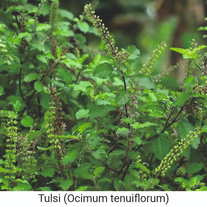 Benefits of Tulsi (Ocimum tenuiflorum) for skin 