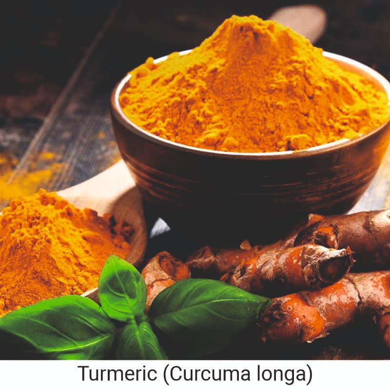 Turmeric (Curcuma longa) for skin glow