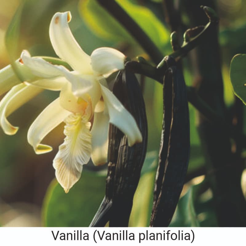 Benefits of Vanilla (Vanilla planifolia) for hair