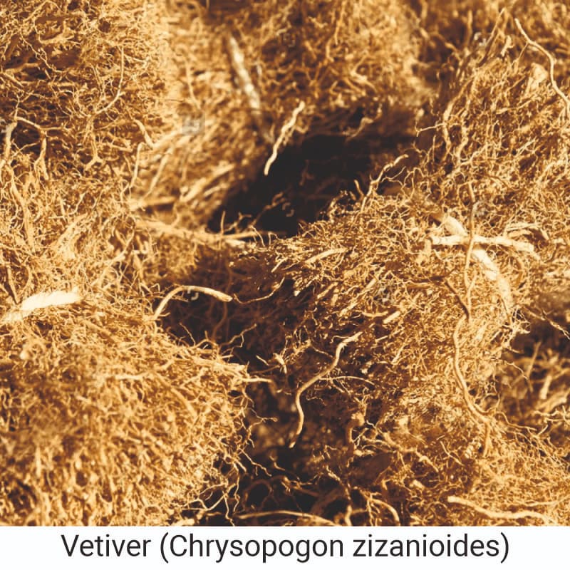 Benefits of Vetiver (Chrysopogon zizanioides) for skin