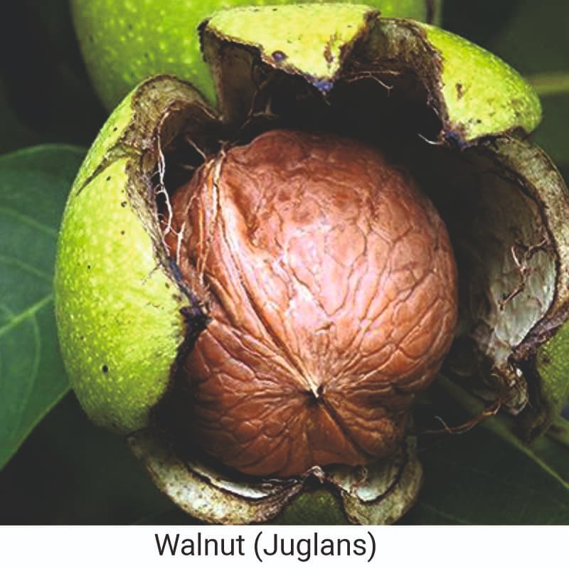 How to use Walnut (Juglans) granules for making scrubs