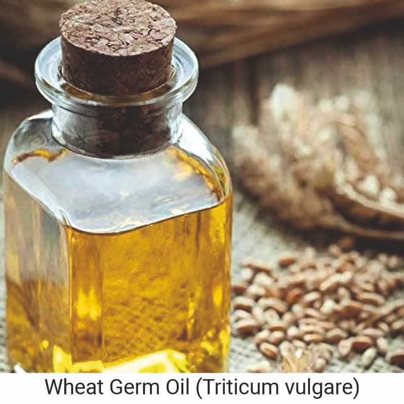 Benefits of Wheatgerm Oil (Triticum vulgare) for skin