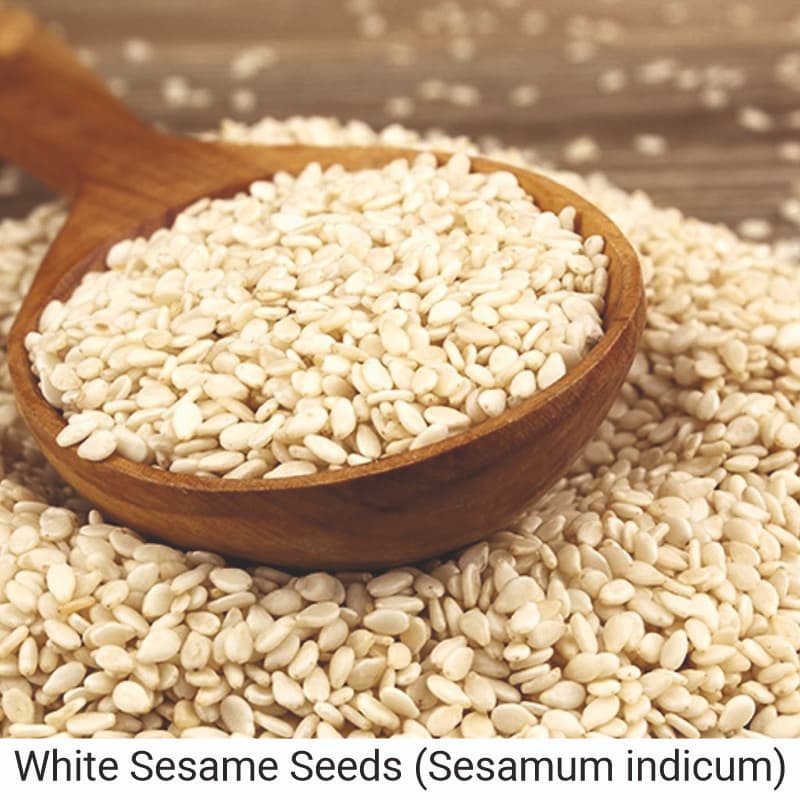 Pure White Sesame Seeds (Sesamum indicum) Oil